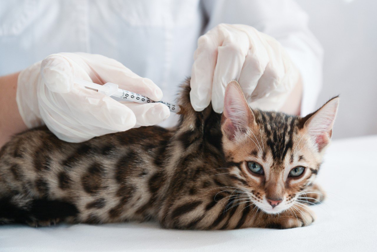 a small Bengal kitten receiving a vaccination from a veterinary professional