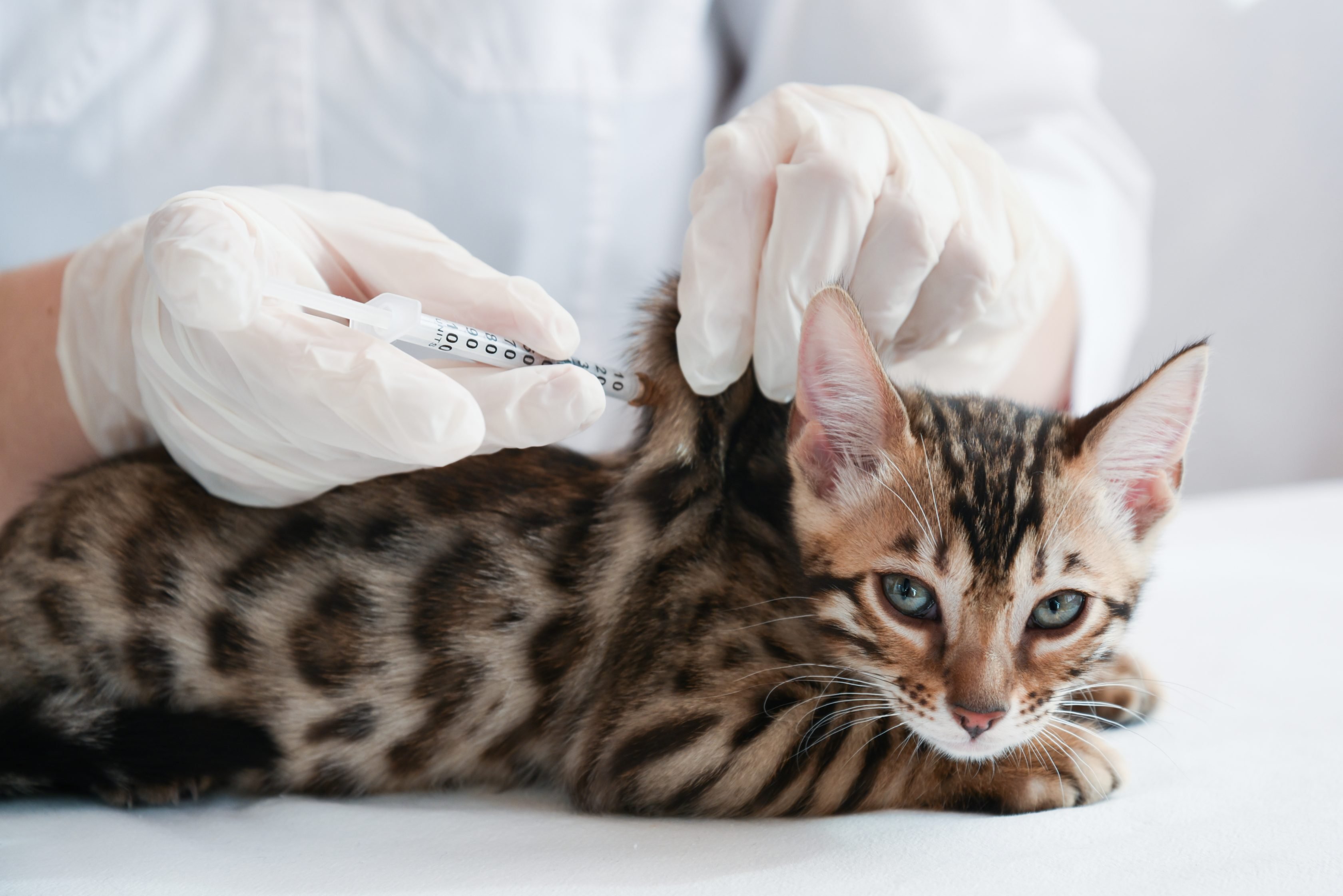 kitten having a vaccination