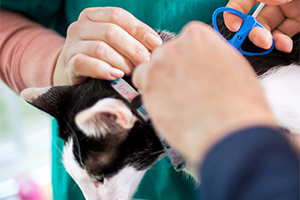 A vet microchipping a black and white cat.