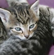 A close-up of a tabby kitten with striking blue eyes, looking slightly down and to the side.