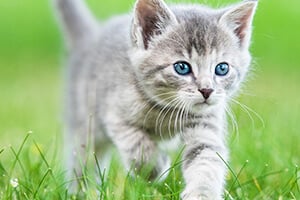 A small, grey tabby kitten with bright blue eyes walking through green grass.