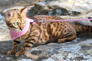 A Bengal cat with a pink harness and leash lies on a rocky surface, looking to the left.