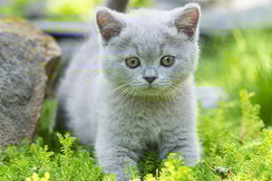 A small, fluffy grey kitten with green eyes sitting in bright green foliage.