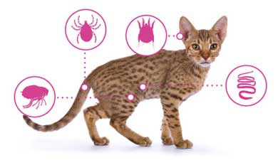 A cat with icons showing common parasites like ticks, fleas, mites, and worms.