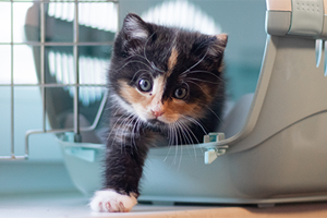 A calico kitten with wide eyes peeks out of a pet carrier.