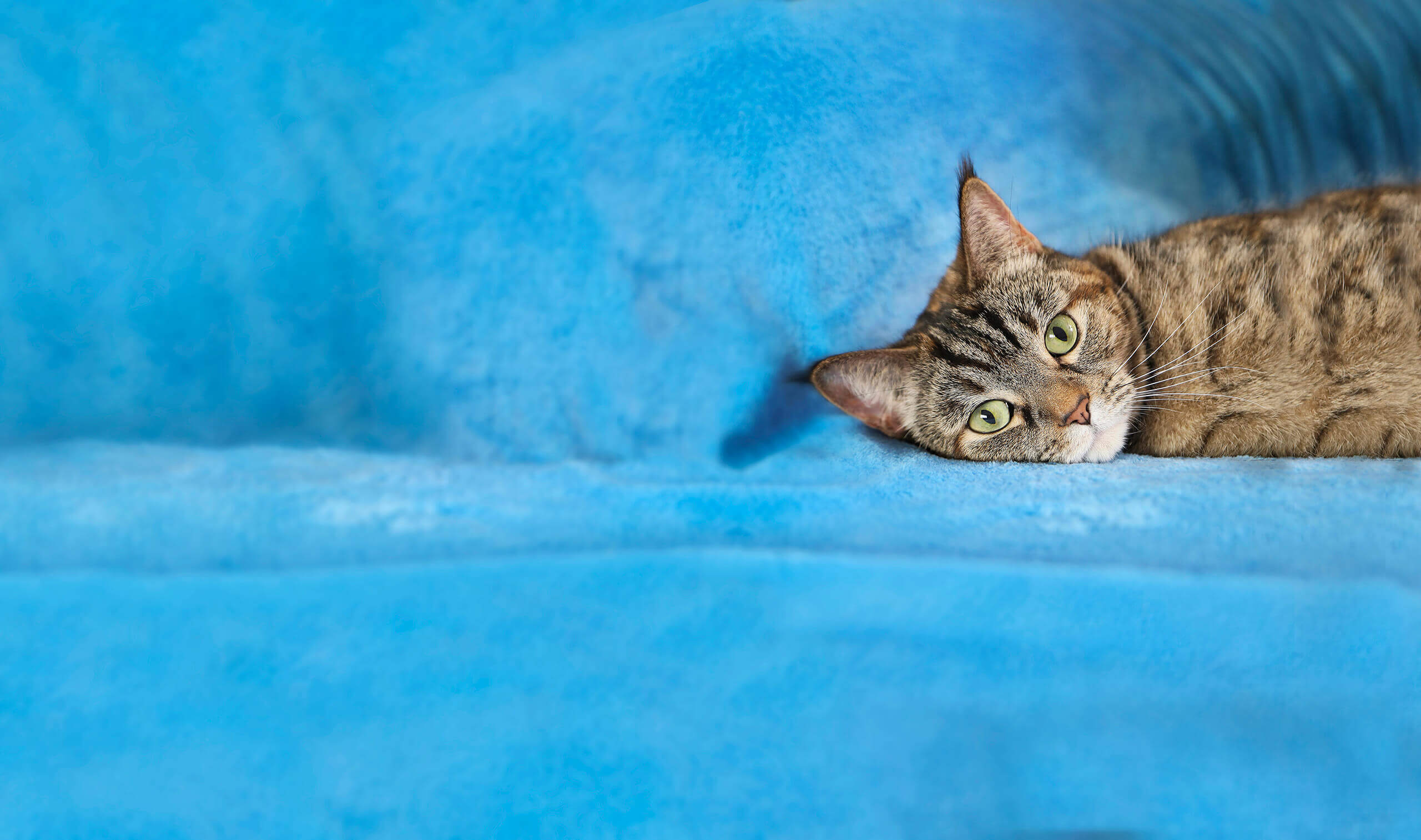 A tabby cat with green eyes lies on a blue blanket, looking at the camera.