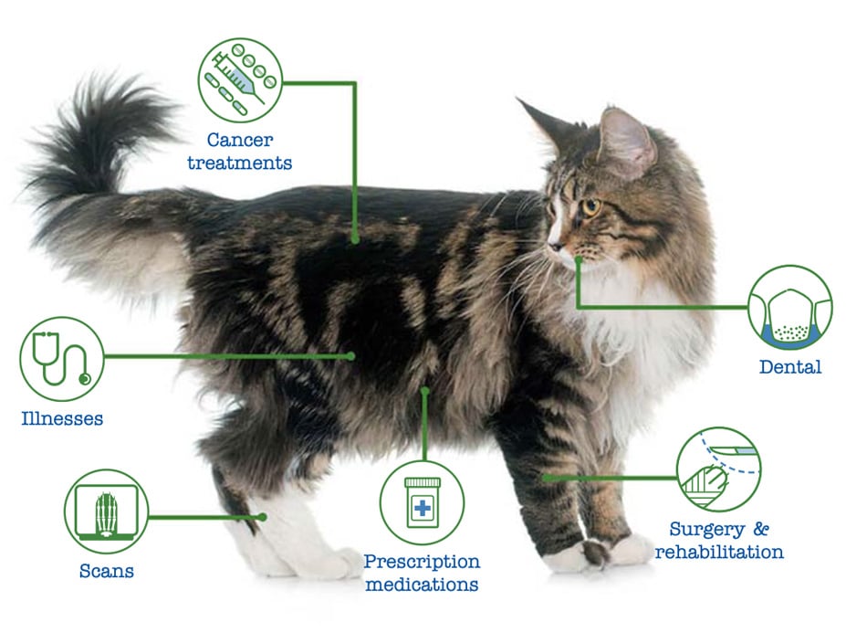 A long-haired tabby cat with text bubbles showing covered treatments: cancer, dental, surgery, scans, illnesses, prescription meds.