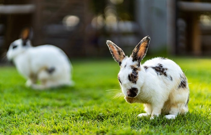 Can you let house rabbits out in the garden? | Petplan