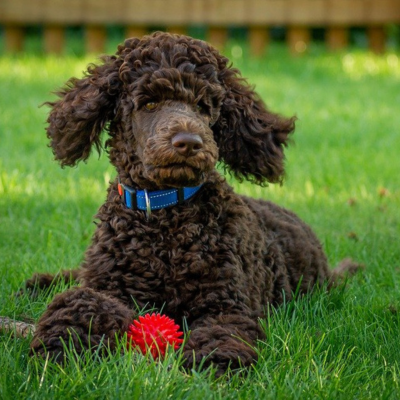 A guide to exercising your puppy | Petplan