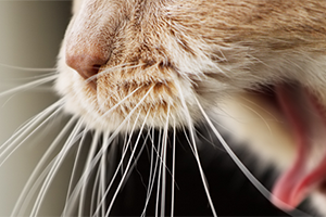 Understanding cat hairballs | Petplan