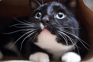 How can you help a cat with a noise phobia? | Petplan