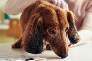 How to do a dog health check | Petplan
