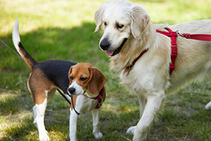 How to refresh your dog's socialisation training - Petplan