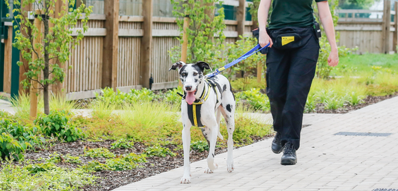 Walking nicely on the lead - Petplan