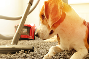 What are dogs scared of? | Petplan