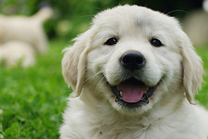 How to choose the perfect pup | Petplan