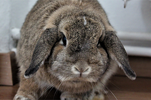 How to deal with rabbit aggression towards humans | Petplan