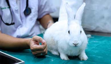 7 Myths About Rabbit Vaccinations Busted | Petplan