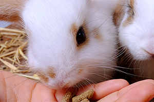 Rabbit Care | Average Weight for a Rabbit | Petplan