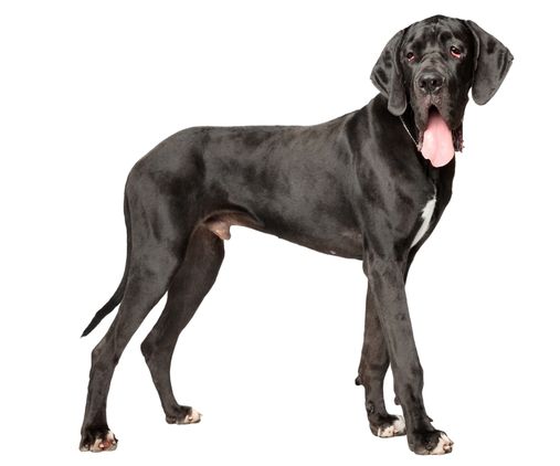 Great Dane
