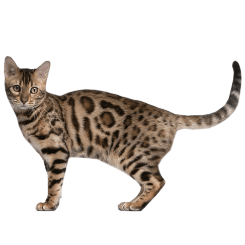 Is cat insurance worth it? | Petplan