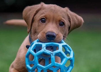 A brown puppy with a blue, hollow, geometric ball in its mouth, looking at the camera.