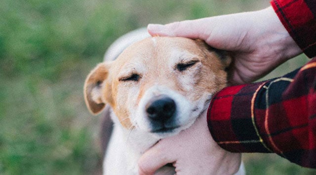 A person in a red plaid shirt pets a brown and white dog, whose eyes are closed in contentment.