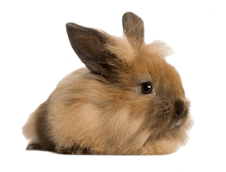 A fluffy brown rabbit with dark eyes sits on a white background, looking to the right.