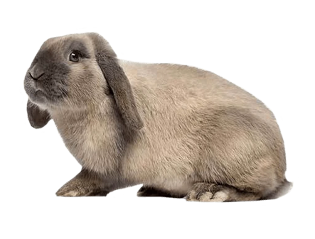 A light brown lop-eared rabbit with dark grey ears and nose, facing left on a white background.