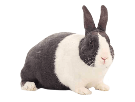 A black and white rabbit with upright ears sits on a white background, looking at the camera.