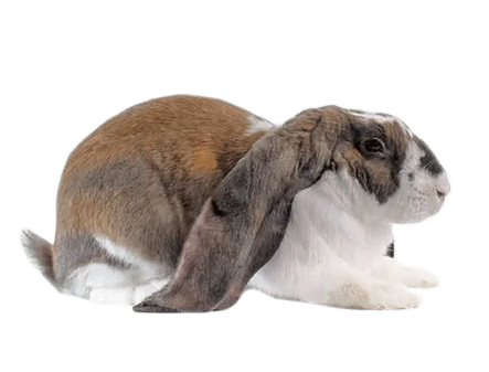 A brown, gray, and white rabbit with floppy ears lies on a white background, looking to the right.