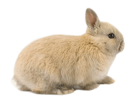 A light brown rabbit with upright ears sits on a white background, looking to the right.