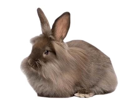 A fluffy brown rabbit with upright ears and a full mane, sitting on a white background.