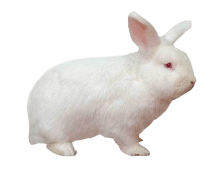 A white rabbit with red eyes and upright ears sits on a white background, looking to the right.