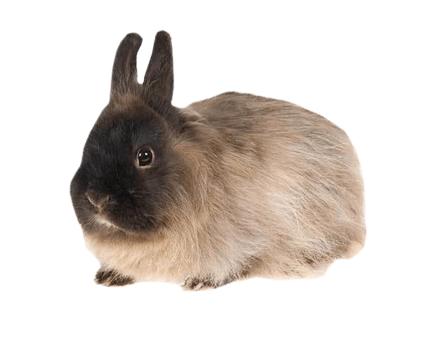 A small, fluffy rabbit with dark brown face and ears, and lighter brown body fur, sitting on a white background.