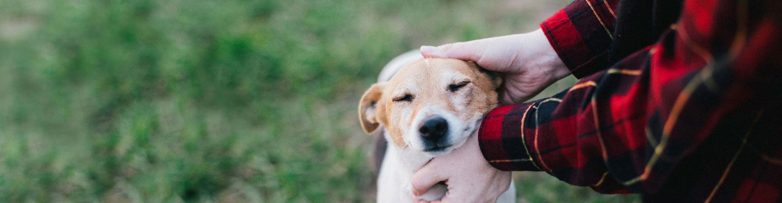 A person in a red plaid shirt petting a small, happy dog with closed eyes.