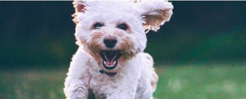 A fluffy white dog with a blue collar runs happily, mouth open, ears flying.
