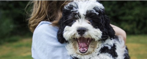 A person holding a black and white fluffy dog with its mouth wide open, looking happy.