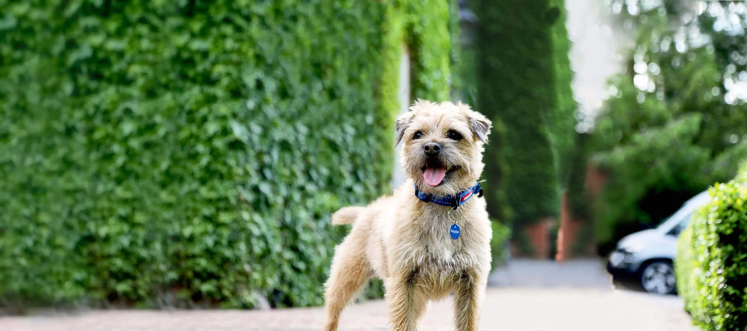 A happy Border Terrier with a blue collar and tag stands in front of an ivy-covered wall.