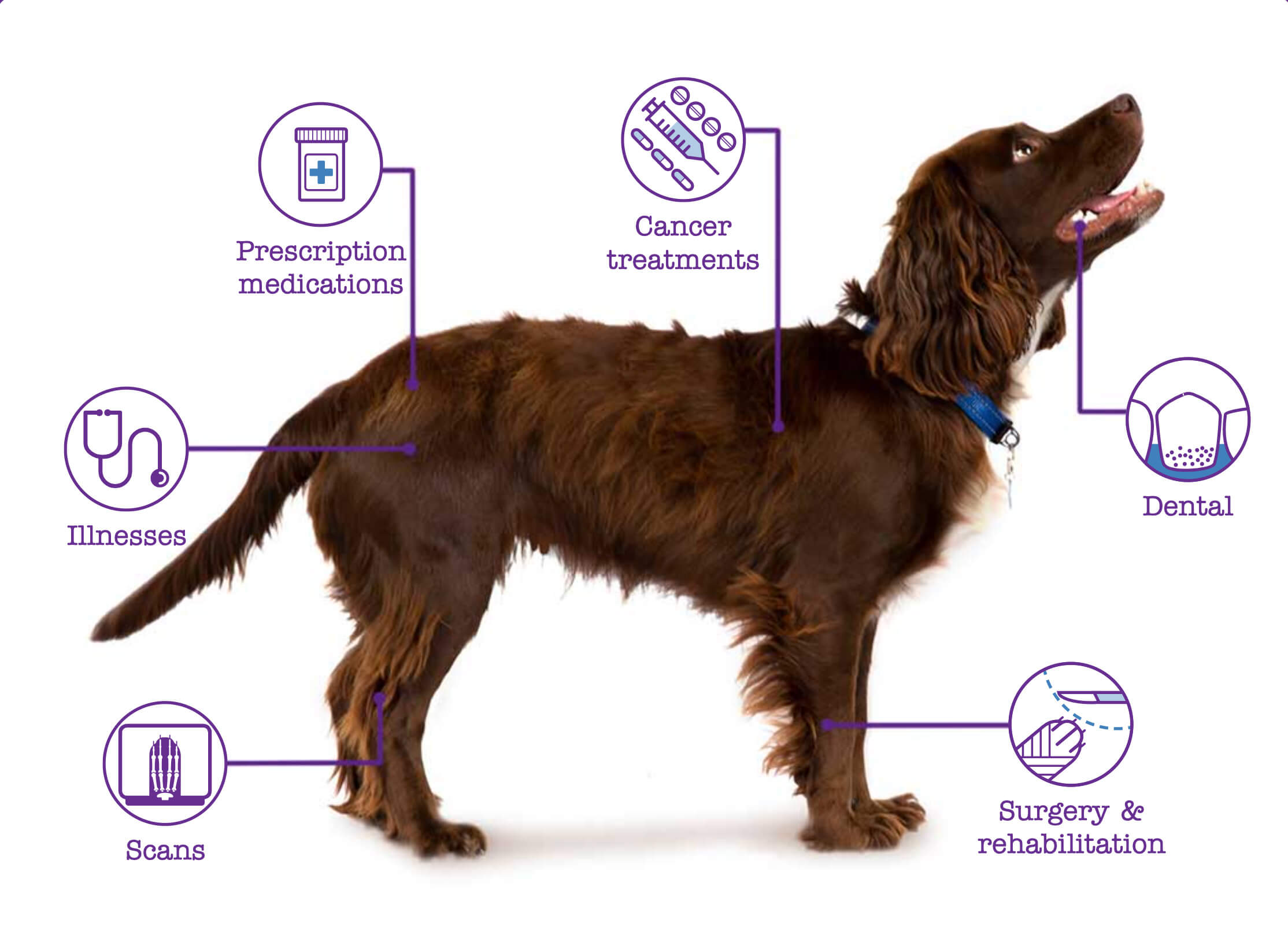 A brown dog with icons pointing to different covered conditions: illnesses, medications, cancer, dental, scans, surgery.