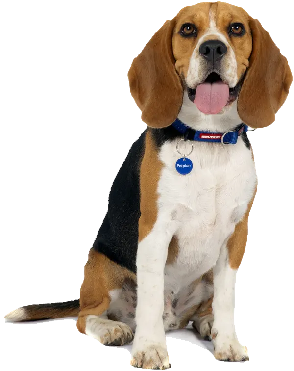 Beagle: Temperament, Lifespan, Grooming, Training | Petplan