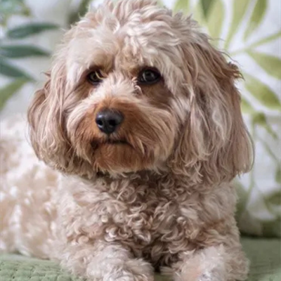 Dog Advice for Cavapoo | Petplan