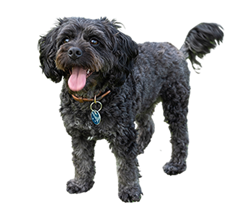 Dog Advice for Cavapoo | Petplan