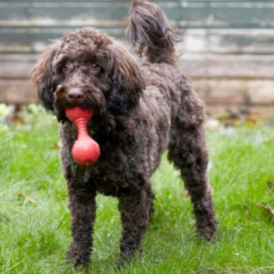 Dog Advice for Cockapoo | Petplan