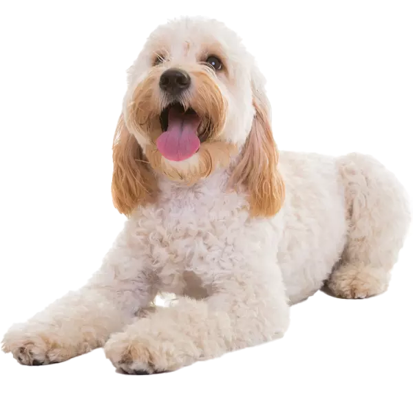 Cockapoo Temp Dog Advice for Cockapoo | Petplan