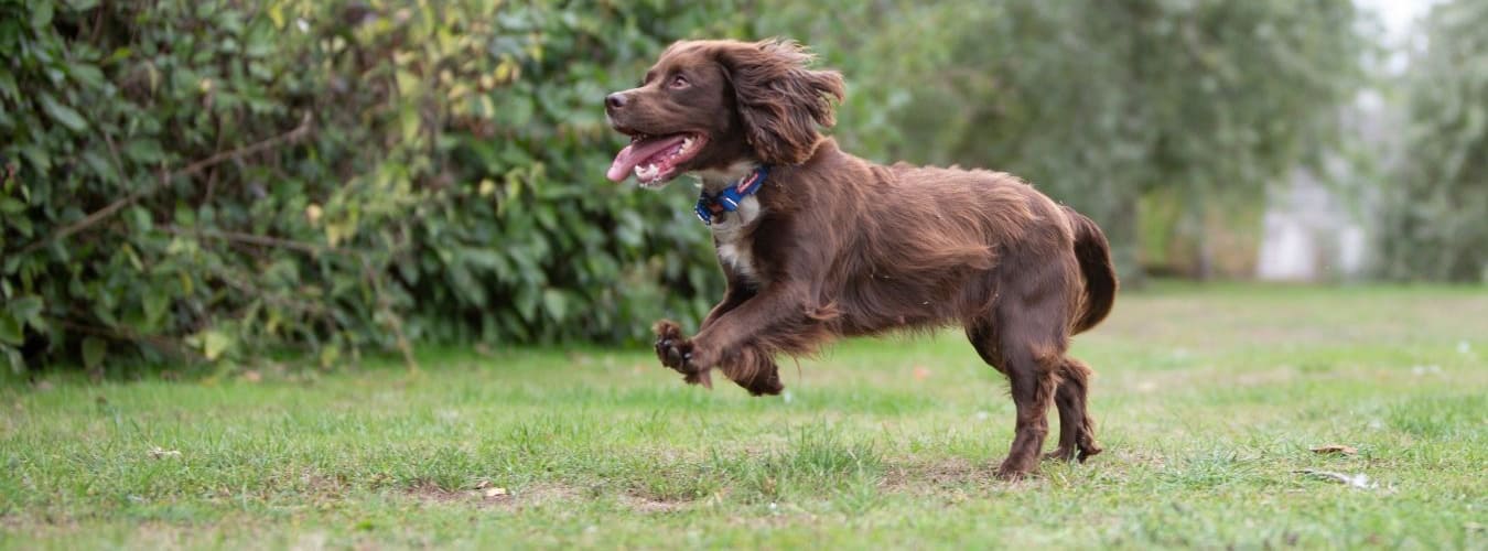 Cavalier King Charles Spaniel