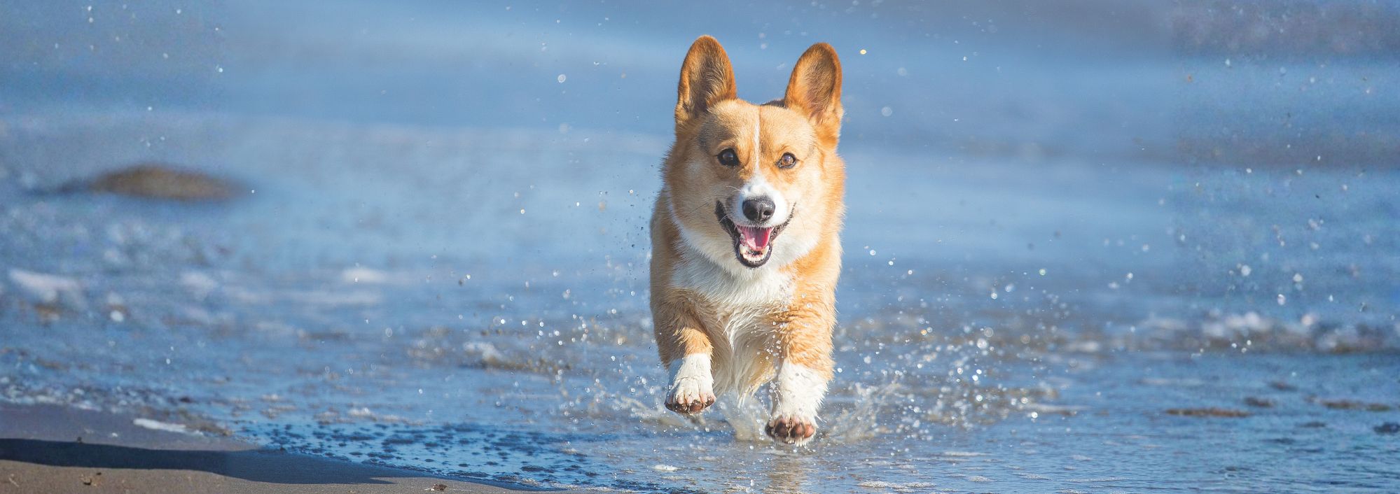pembroke welsh corgi running on a beach