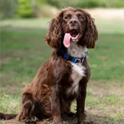 brown cocker spaniel looking at the camera and panting