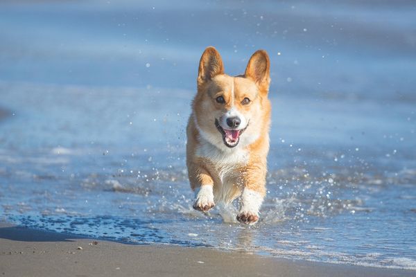 corgi running on a beach