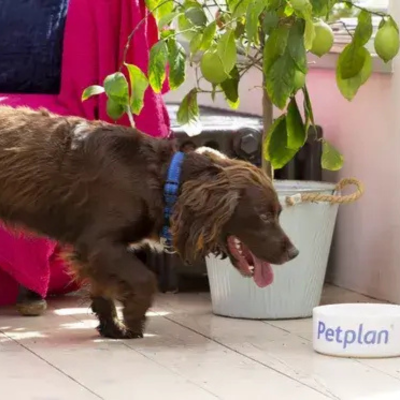 cocker spaniel walking towards a white food bowl that says "petplan" on the outside
